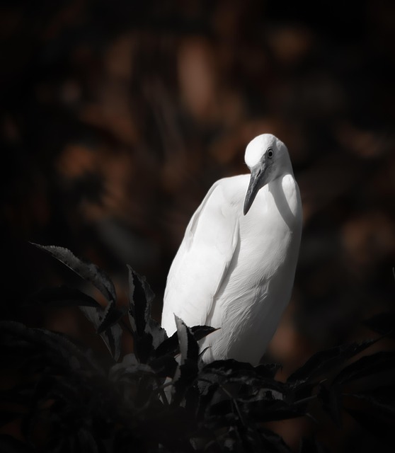 Free Egret Bird photo and picture