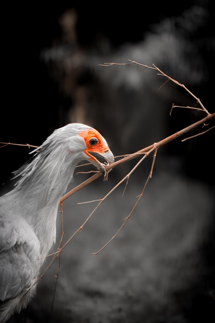 Free Secretarybird Bird photo and picture