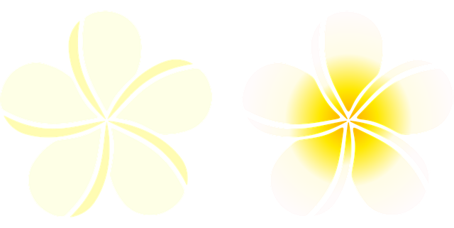 Free frangipani plumeria flowers vector