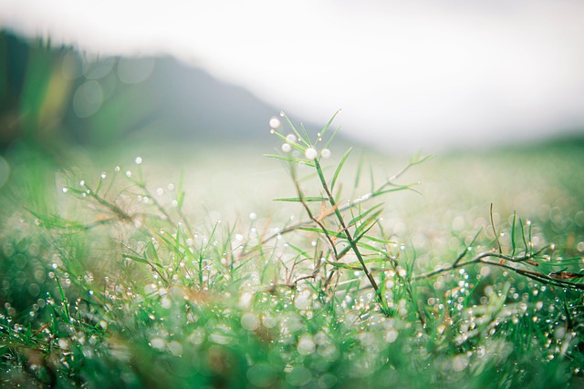 Bokeh, Natur, Baum, Gras, Hintergrund