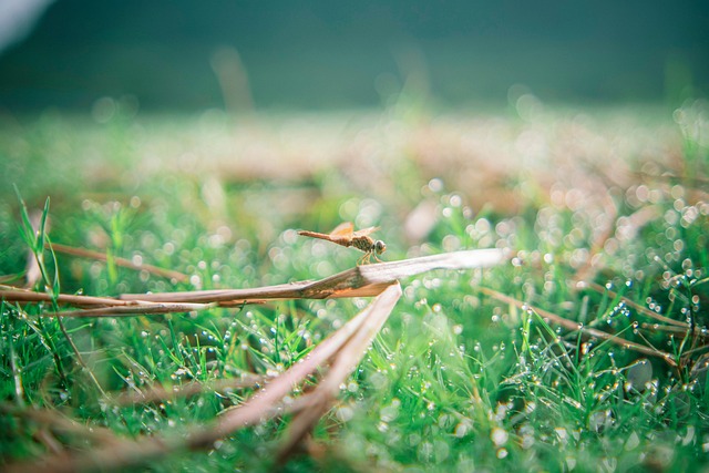 Bokeh, Natur, Baum, Hintergrund