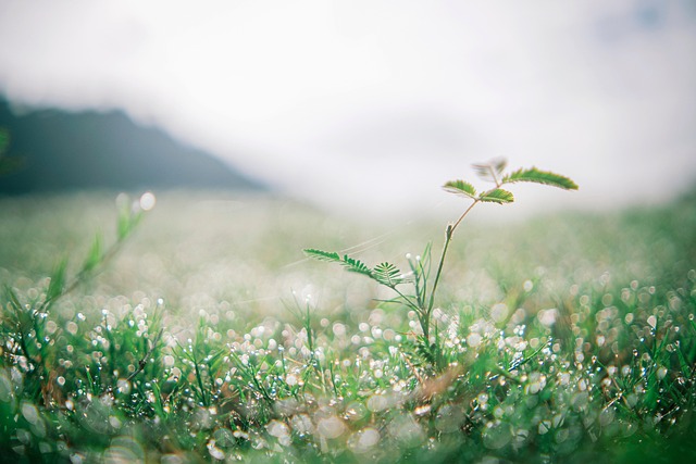 Gras, Pflanze, Tau, Baum, Natur