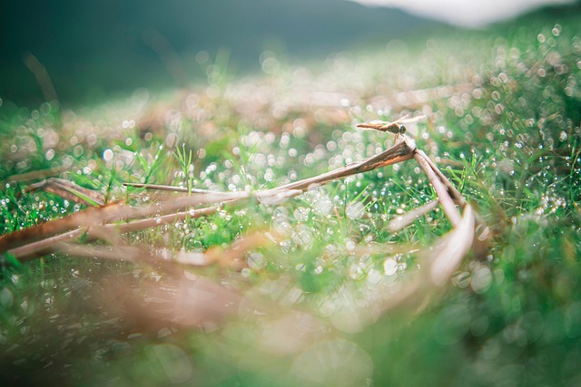 Bokeh, Natur, Baum, Hintergrund