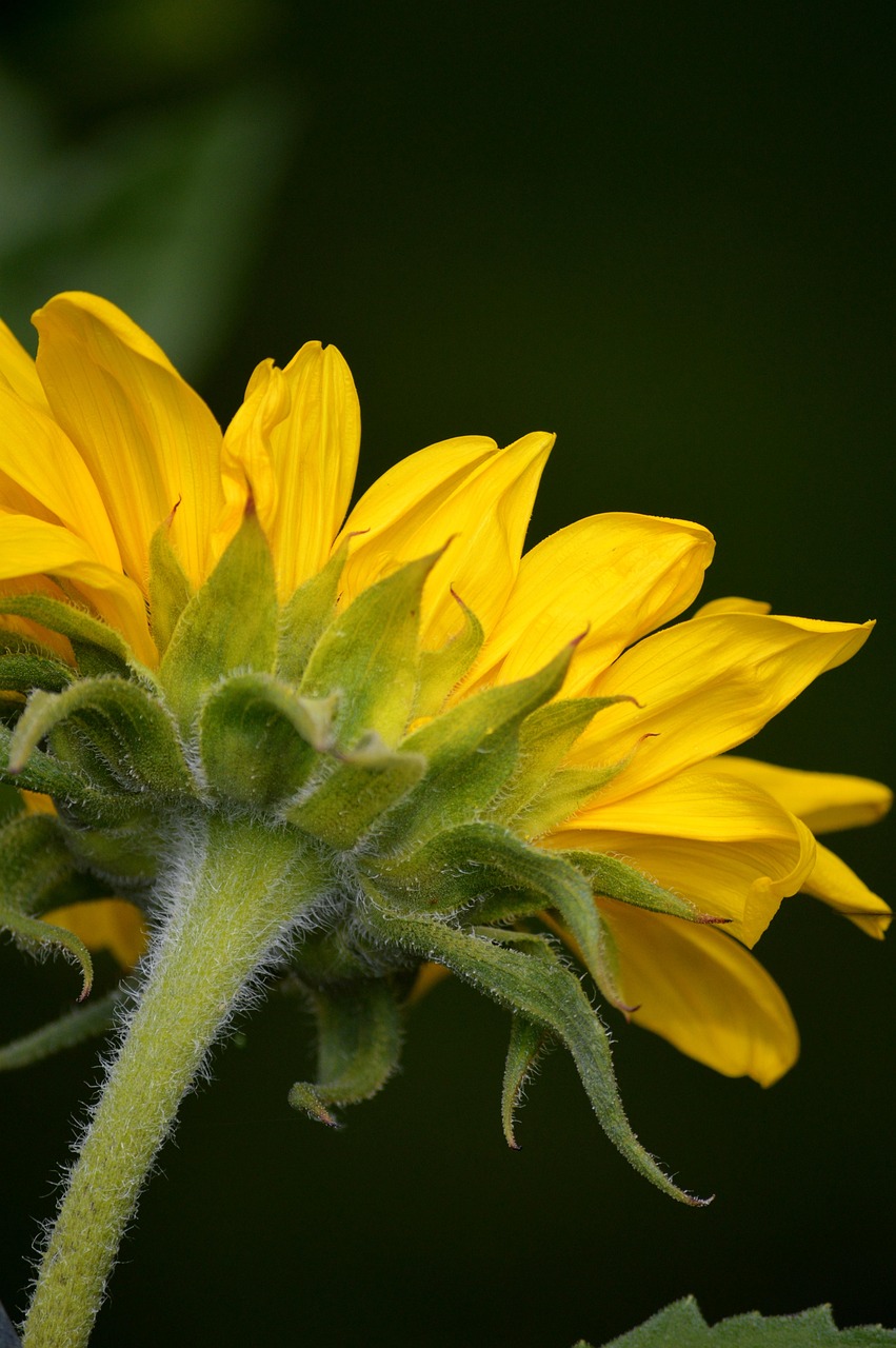 Sunflower Flower Plant Yellow - Free photo on Pixabay - Pixabay