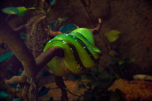Schlange, Reptil, Python, Terrarium