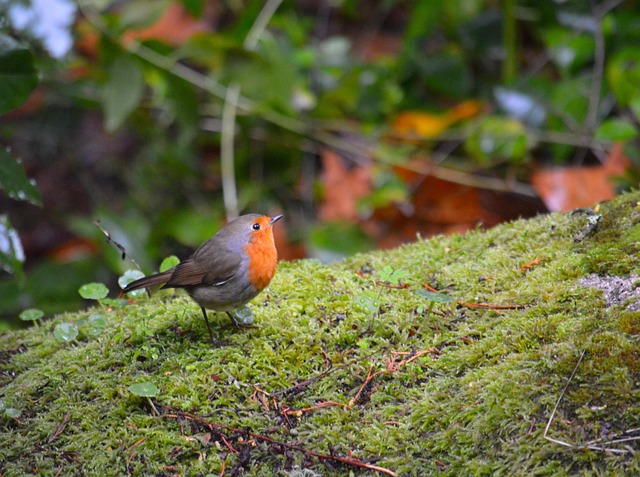 Free Bird Birds photo and picture
