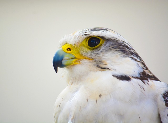 Free Hawk Bird photo and picture