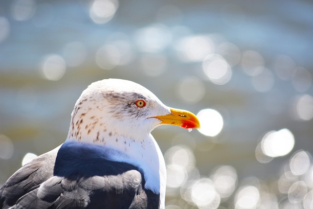 Free Seagull Gull photo and picture