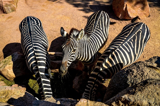 Zebras, Säugetiere, Tiere, Streifen