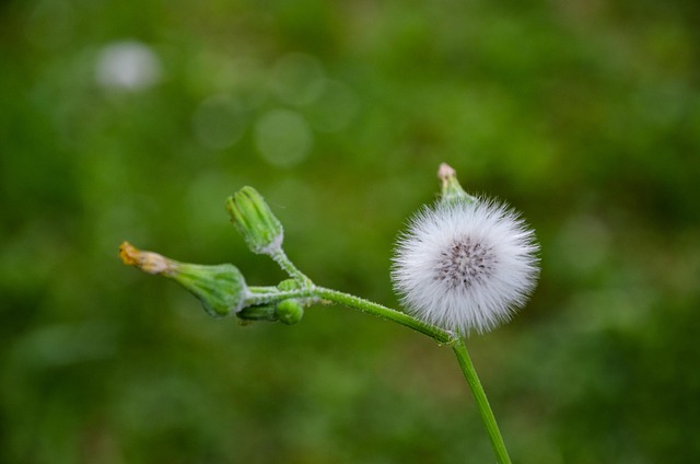 Duschkopf, Blume, Löwenzahn, Natur, Grün