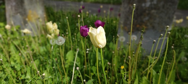 Free Tulips Garden photo and picture