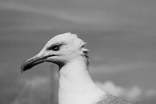 Möwe, Vogel, Schnabel, Federn, Gefieder