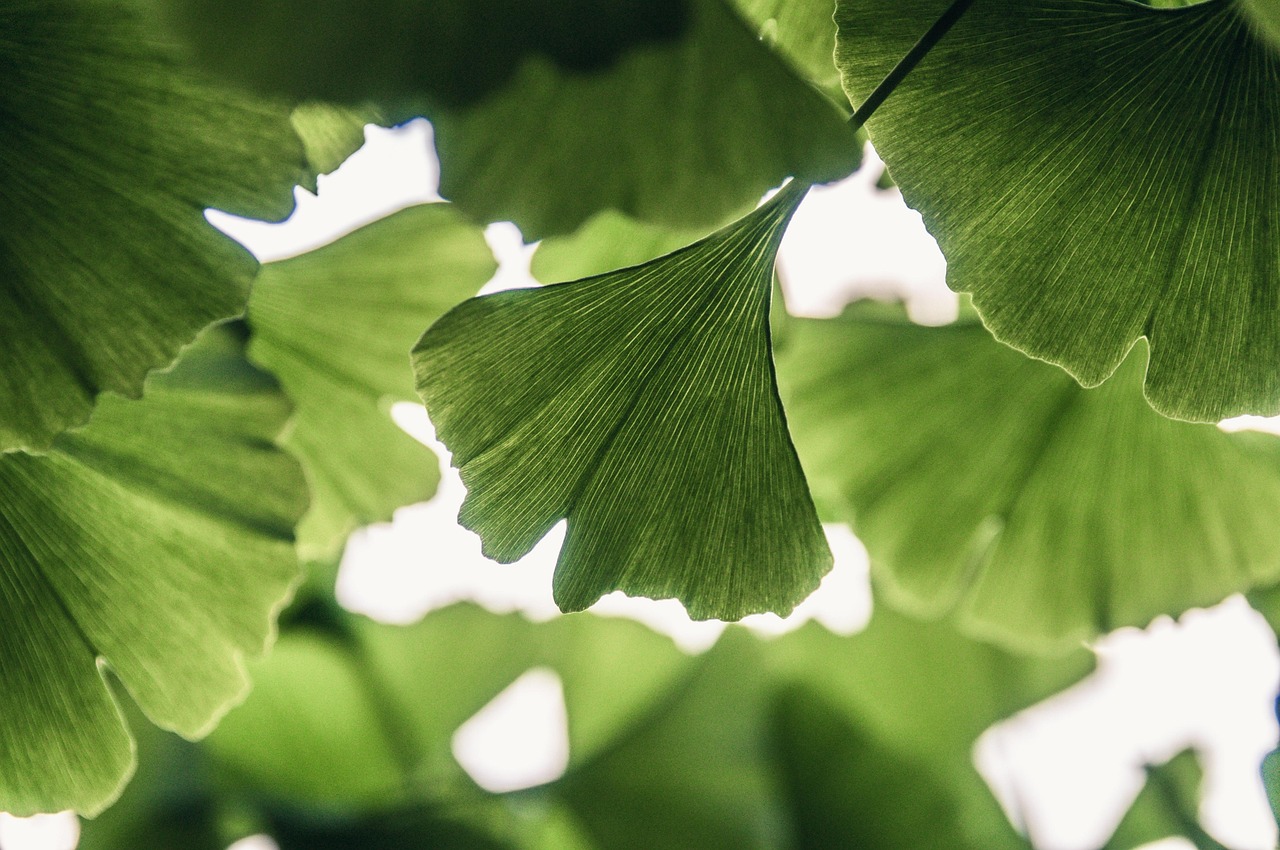 Träd Löv Gingko - Gratis foto på Pixabay - Pixabay