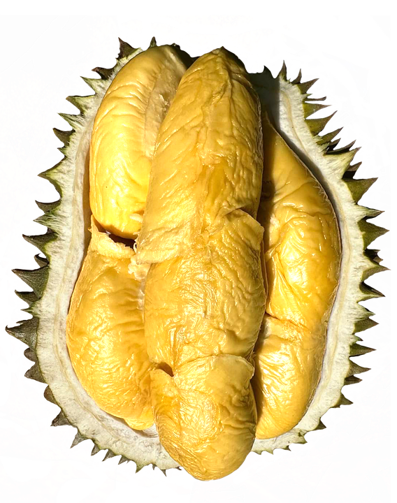 Download Durian Fruit Ripe Royalty-Free Stock Illustration Image - Pixabay