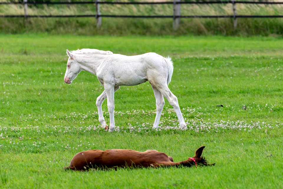 馬 子馬 若い動物 - Pixabayの無料写真 - Pixabay