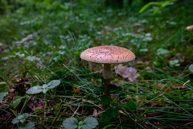 Fliegenpilz, Pilz, Wald, Natur, Sommer