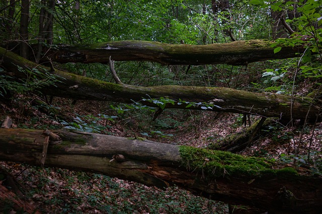Wald, Die Natur, Bäume, Holz, Moos