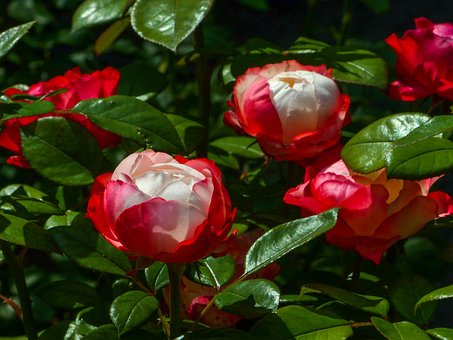 Rose, Kvetina, Kvety, Bush, Ruzovy Krik
