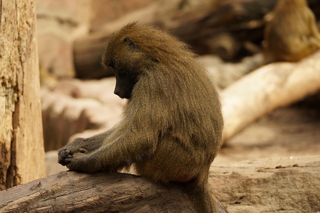 Babuíno Macaco Mamífero - Foto gratuita no Pixabay - Pixabay