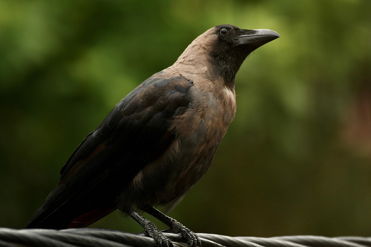 Corvid Gevederte Veren Gratis Foto Op Pixabay Pixabay