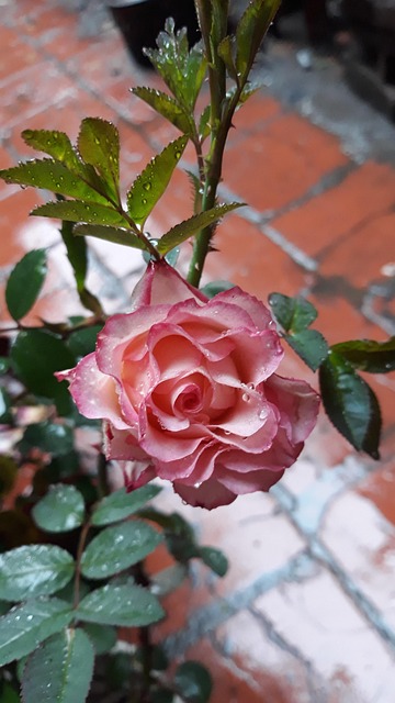 Rosa Verde Natureza - Foto gratuita no Pixabay - Pixabay