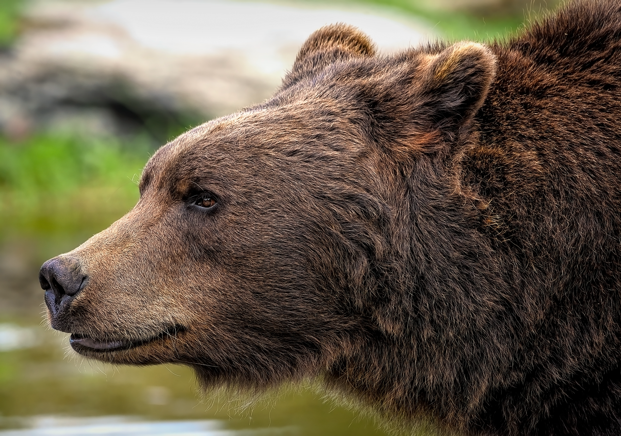 9 000 Free Bear Brown Bear Images Pixabay 9 000 Free Bear Brown Bear Images Pixabay