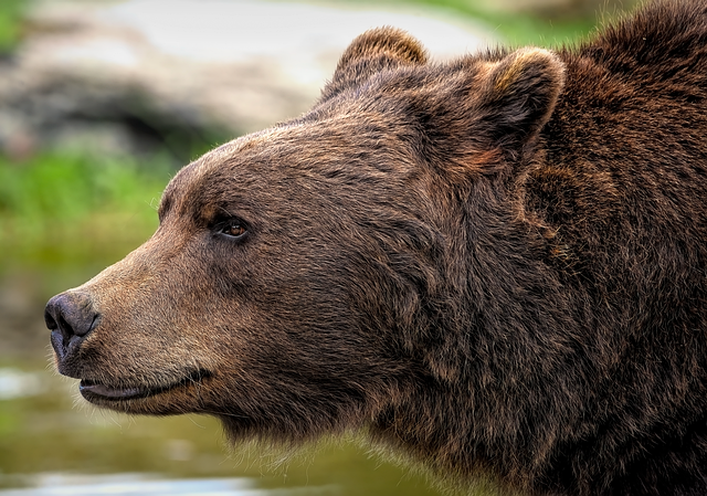 Bear Brown Predator Free Photo On Pixabay Bear Brown Predator Free Photo On Pixabay