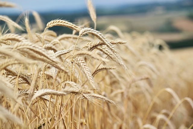 Feld, Getreide, Ähren, Erntezeit