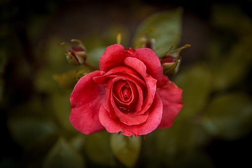 Free Summer Rose Rose photo and picture