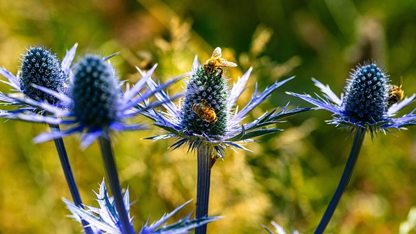 Free Flowers Beautiful Flowers photo and picture