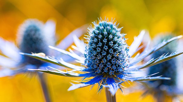 Free Thistle Blossom Thistle photo and picture