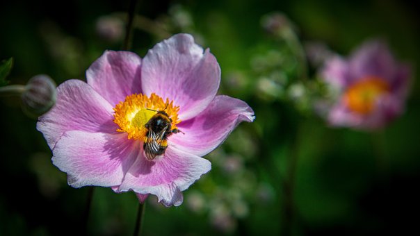 Free Anemone Anemone Blossom photo and picture