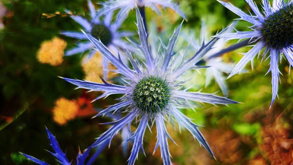 Free Flower Botany photo and picture