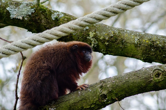 Animal, Macaco, Mamífero, Natureza