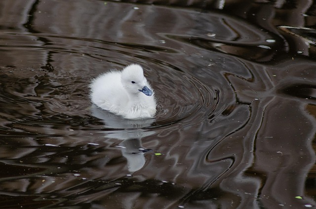 Pássaro, Cisne, Ornitologia, Animal