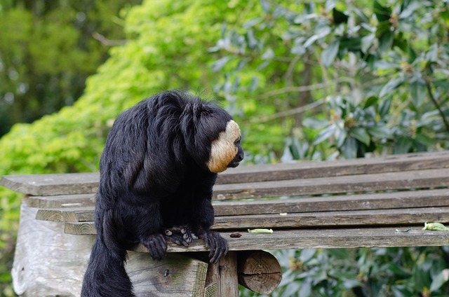 Macaco, Animal, Jardim Zoológico, Preto