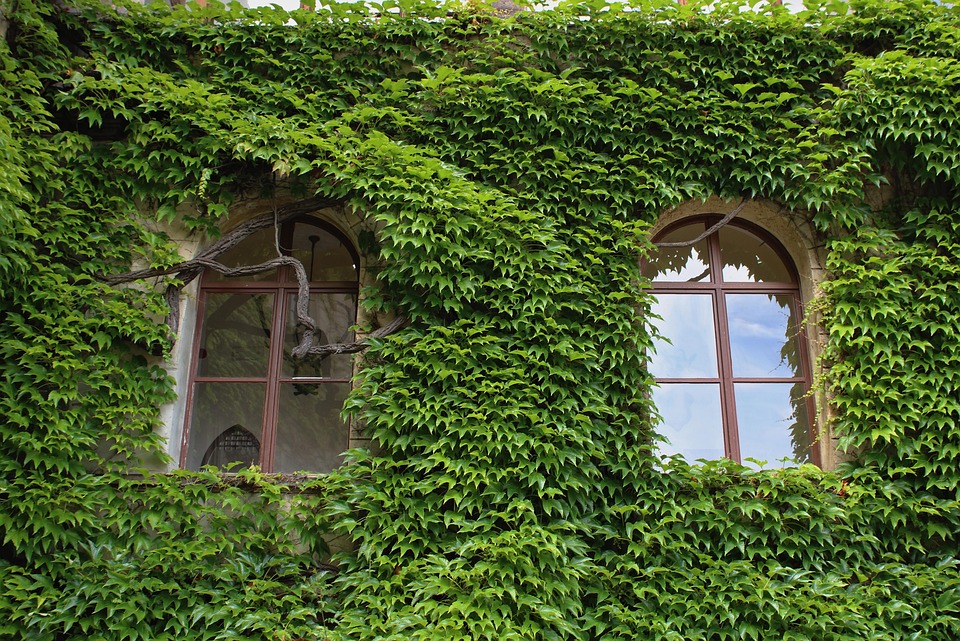 窗户 城堡 植物群 - Pixabay上的免费照片 - Pixabay