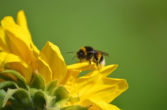 Sunberry Insect Bumblebee Insect Sunflower - Free photo on Pixabay