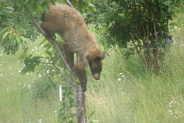 Free Bear Black Bear photo and picture