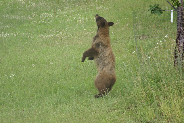 Free Bear Cinnamon Bear photo and picture
