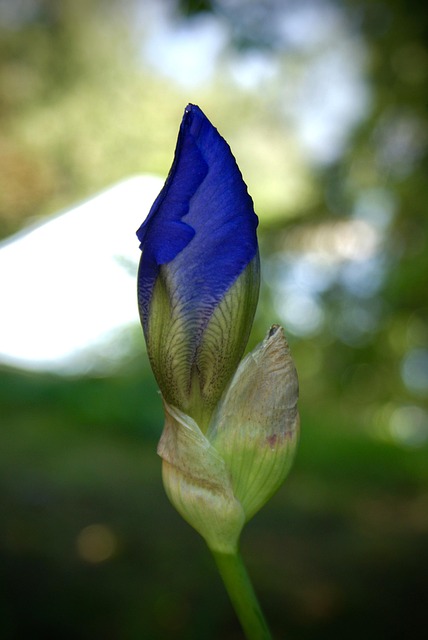 Free Plant Gardening photo and picture
