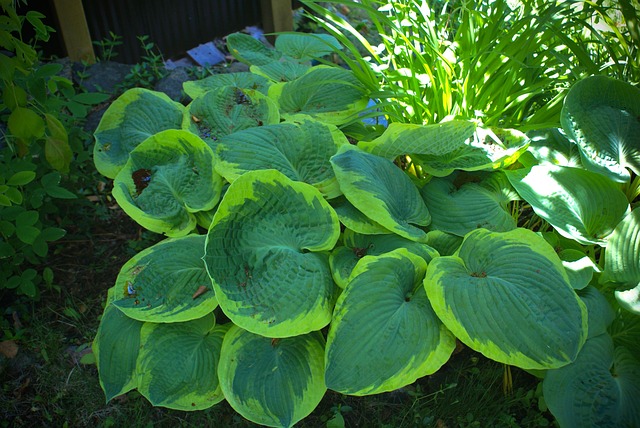 Free Plants Hostas photo and picture