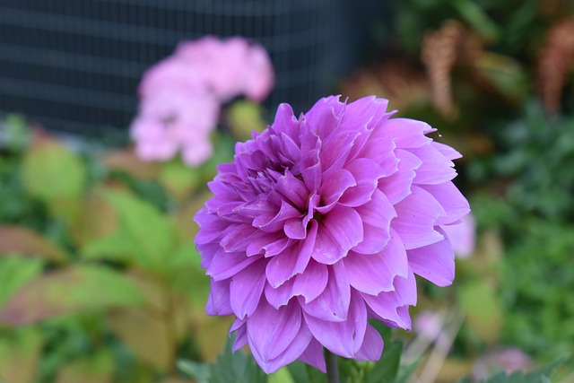 Free Flower Dahlia photo and picture