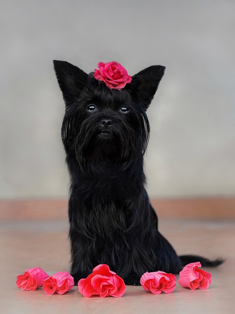 Yorkie, สุนัข, สัตว์, ความงาม, สีดำ