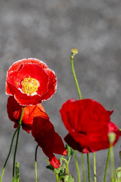Free Flowers Poppy photo and picture