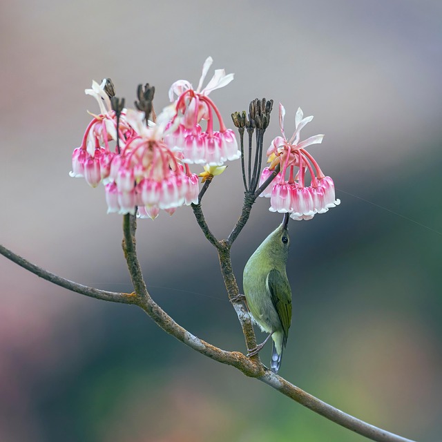 Blomster, Klokker, Blomst, Flora