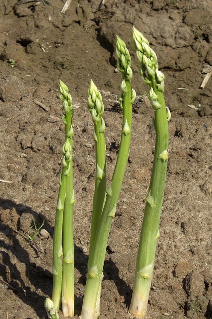 Free Asparagus Field photo and picture