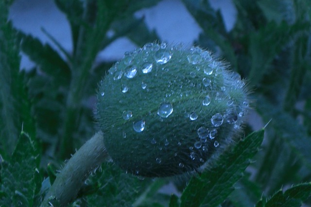 Free Poppy Dew photo and picture