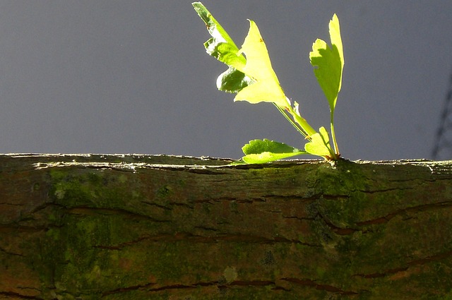 Free Tree Trunk Leaf photo and picture