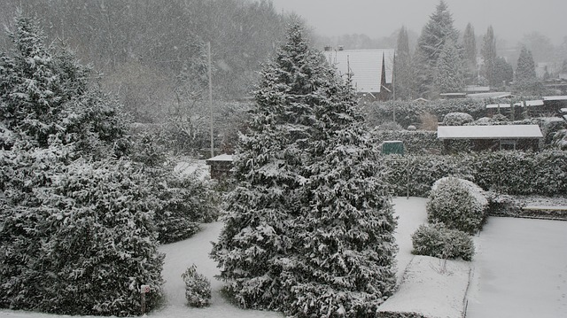 Free Winter Snow photo and picture